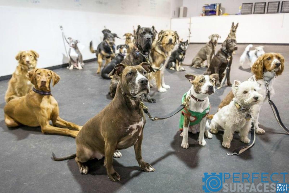 Dog & Pet Rubber Flooring Perfect Surfaces