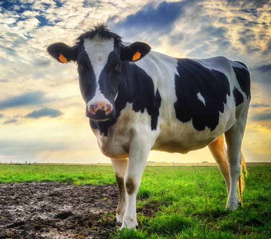 Cow standing in a green field