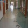 pad and pour urethane veterinary and dog flooring