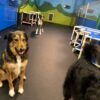 dog daycare and dog training facility flooring